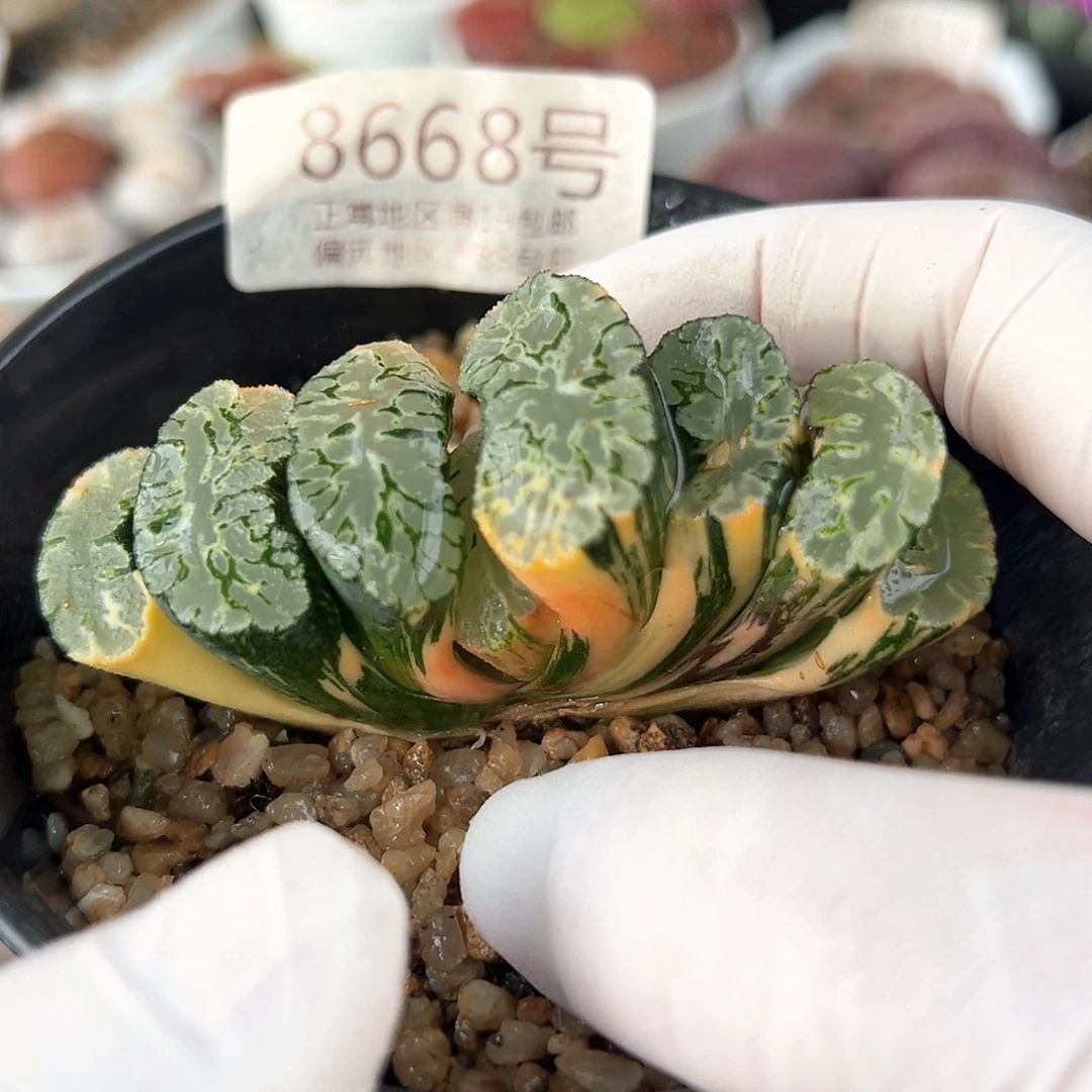 好养易活生石花大母本8668