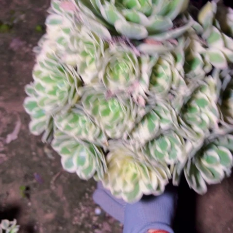 7126迈巴赫多肉植物法师