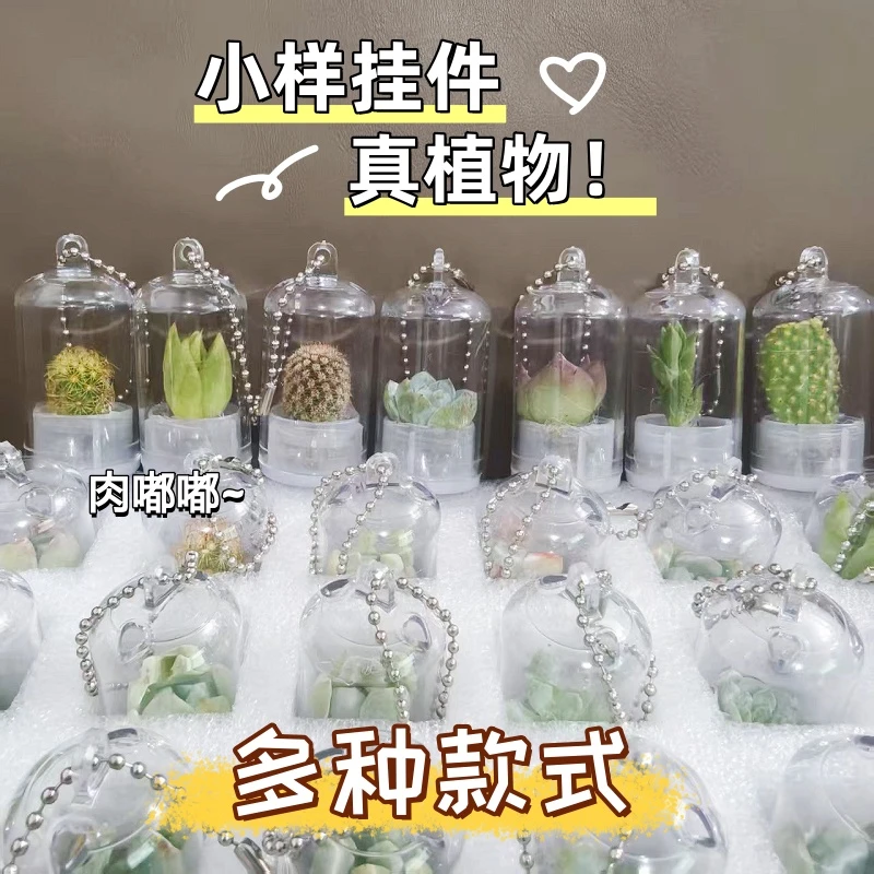 创意多肉仙人掌小植物随身挂件礼品车载装饰好养可养活解压小植物