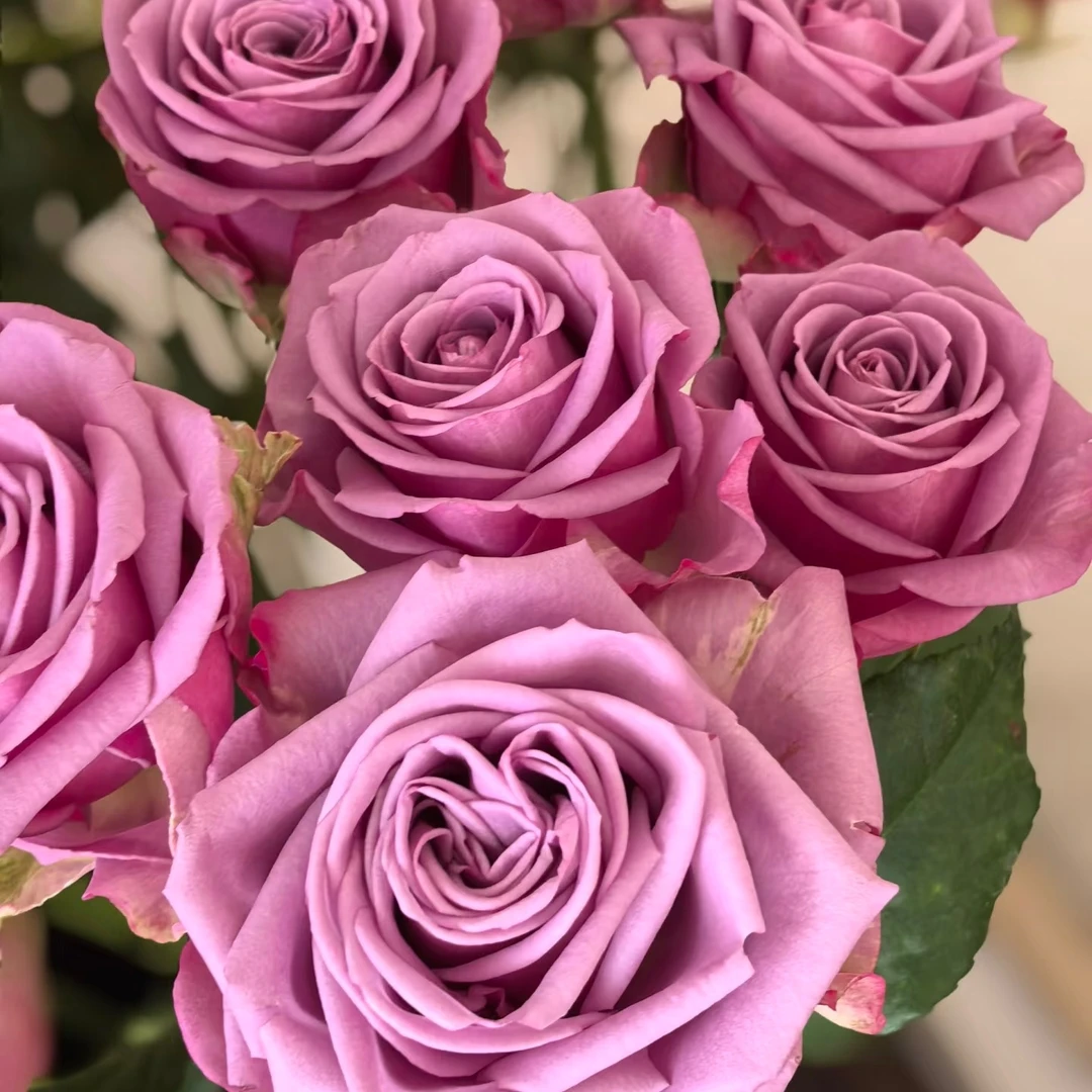 【浙里花】冷美人玫瑰 昆明基地直发  两单升级EMS空运/京东冷链