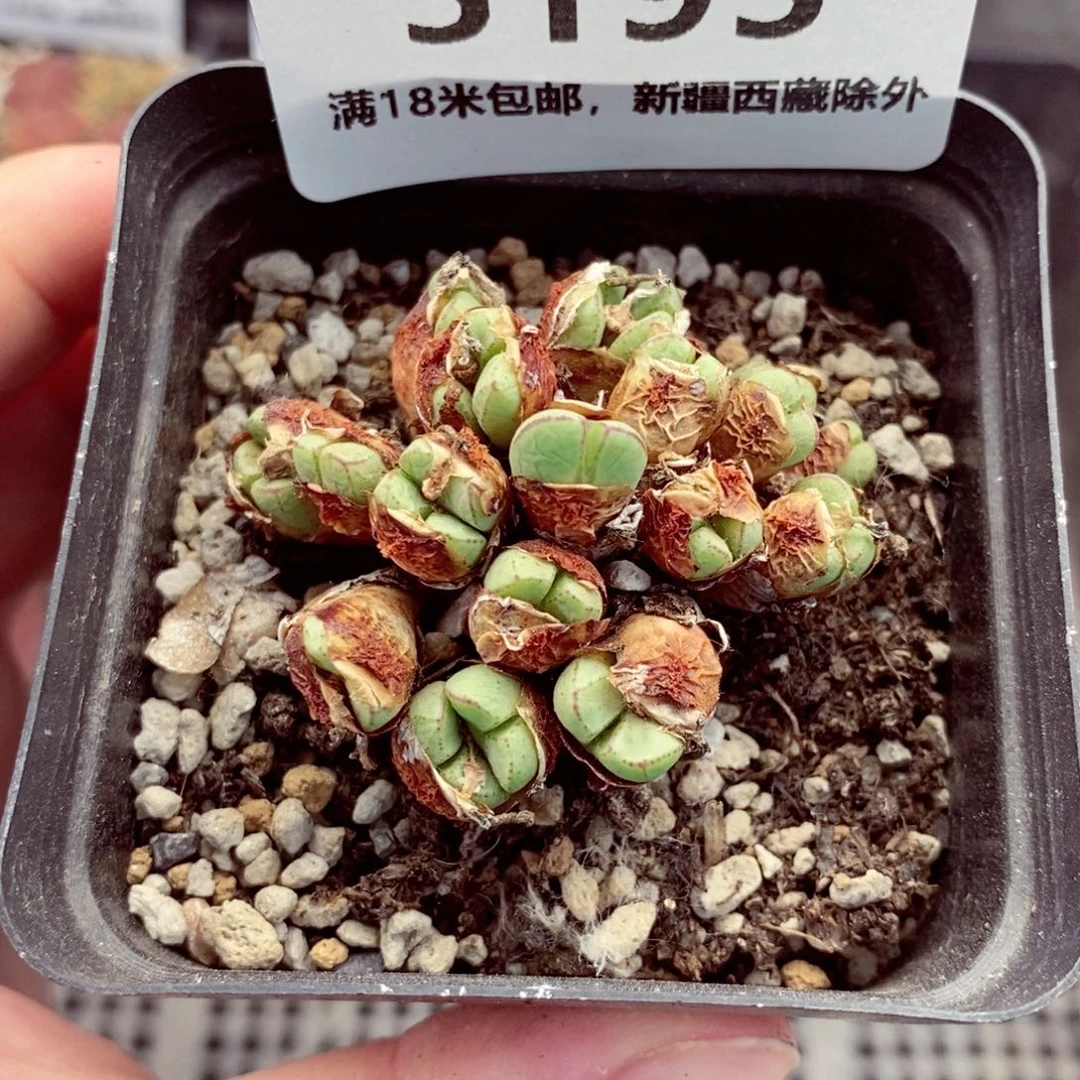 5195。