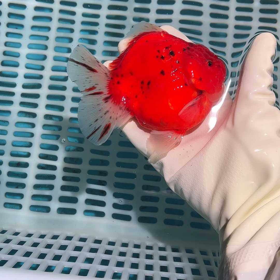 金鱼金鱼2818588588