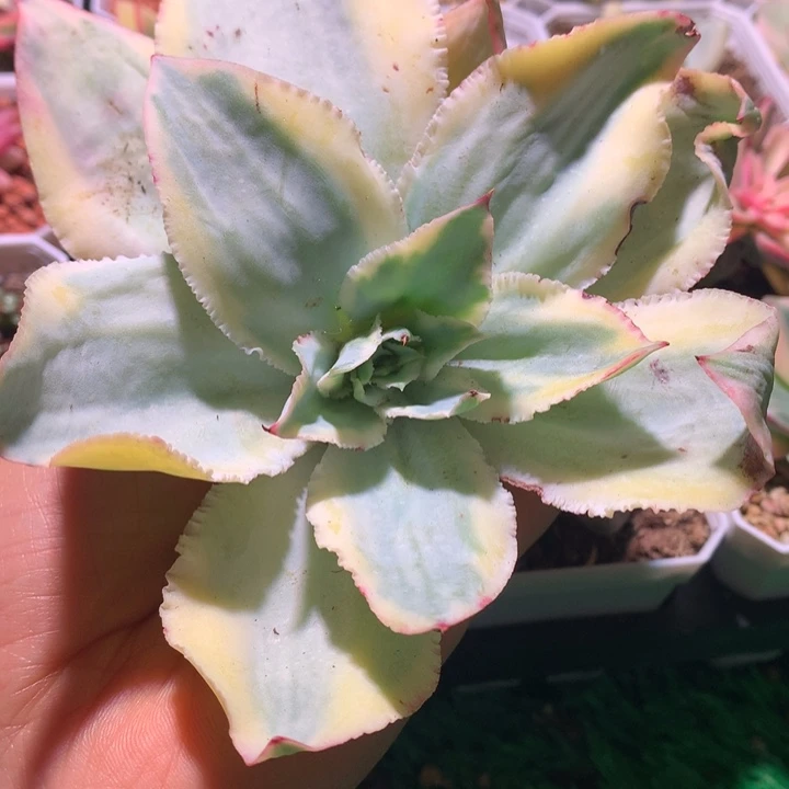 代*～卢浮宫，锦哥多肉