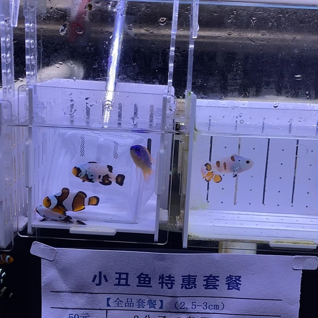 海水鱼3公子，3奥黑，1白金