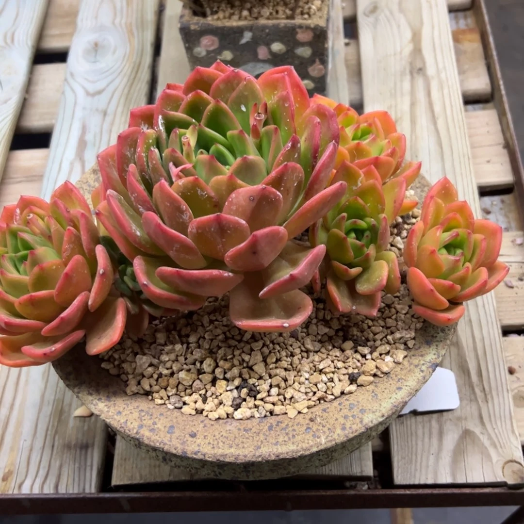 翠花杂58零零多肉植物