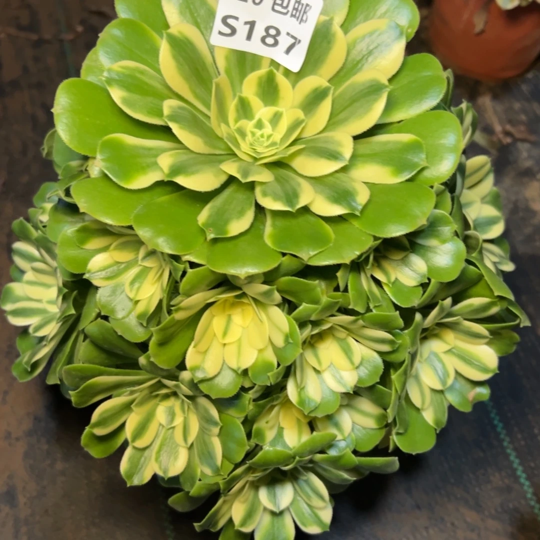 187新尼亚，多肉法师