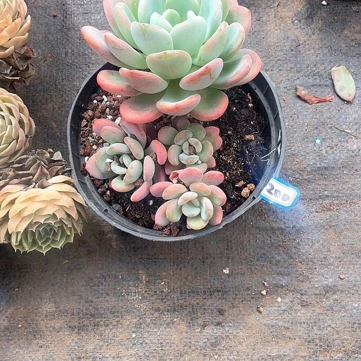 200香橙一物一拍多肉