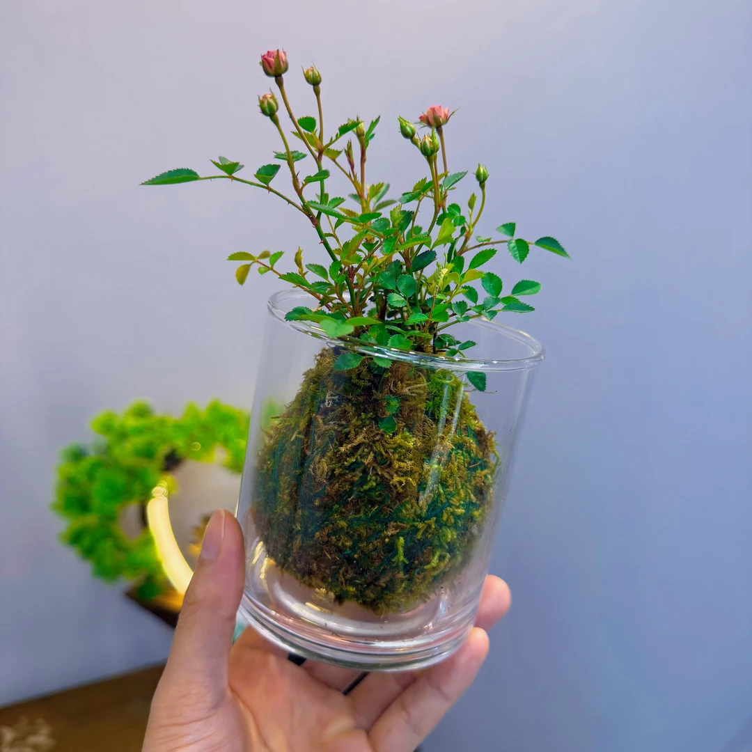 【带花苞常年开花】苔藓球超微月季室内迷你小花卉盆栽绿植