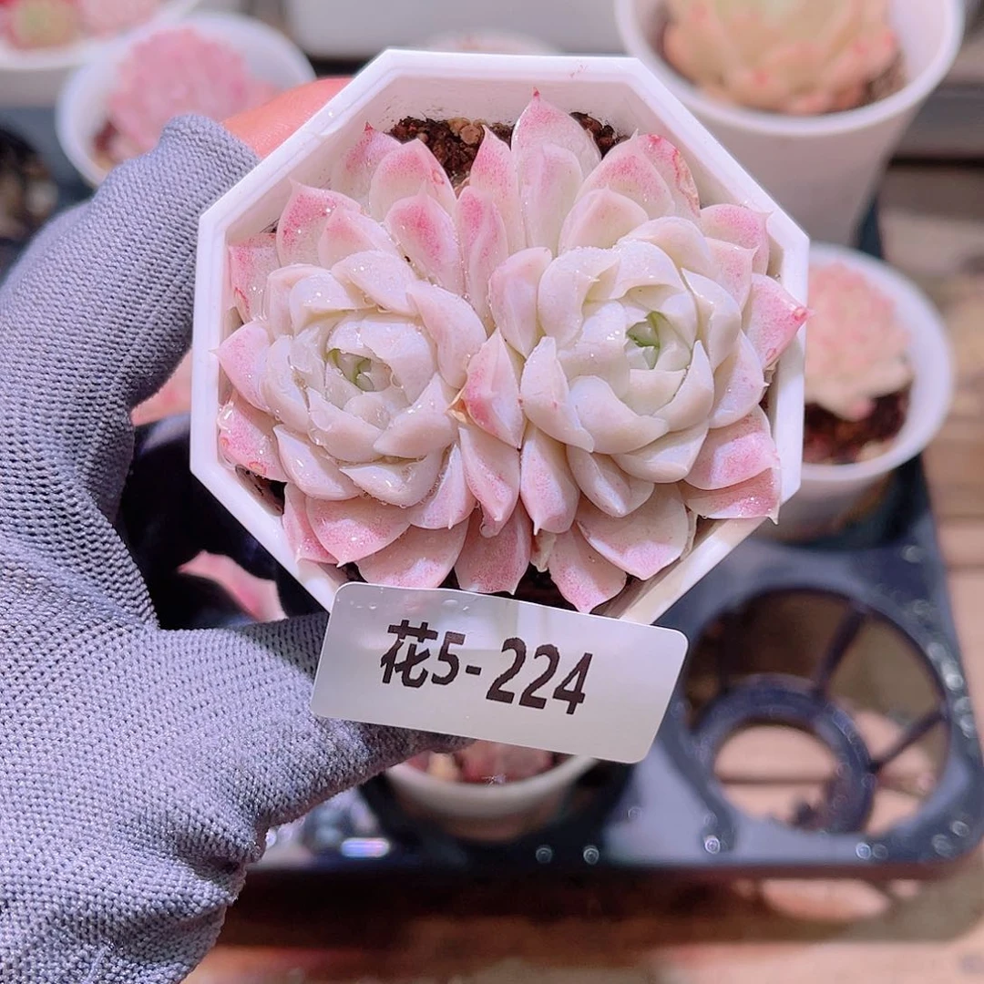 花05-224白月影双头