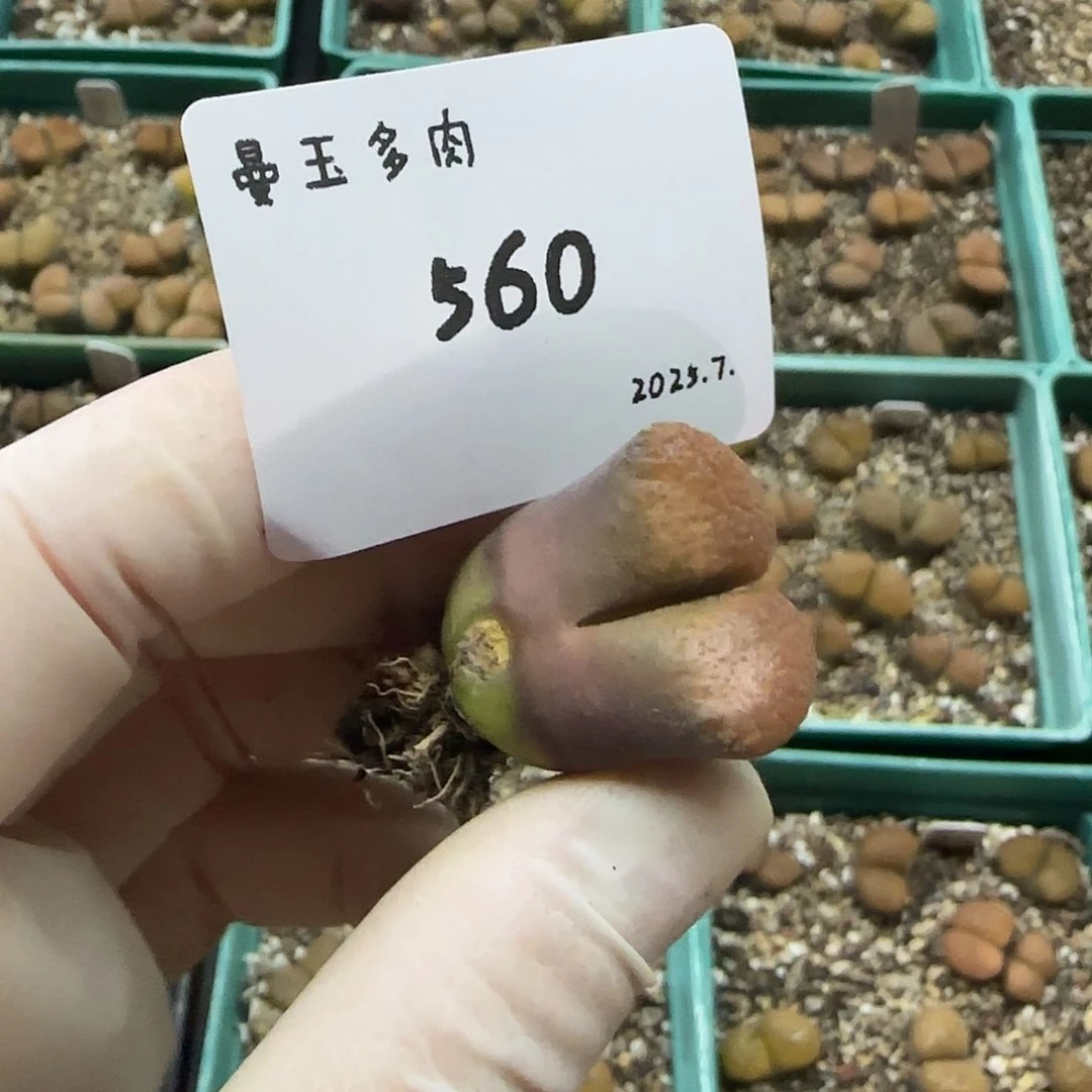 ʚ***ɞ多肉多肉多肉7.27-560
