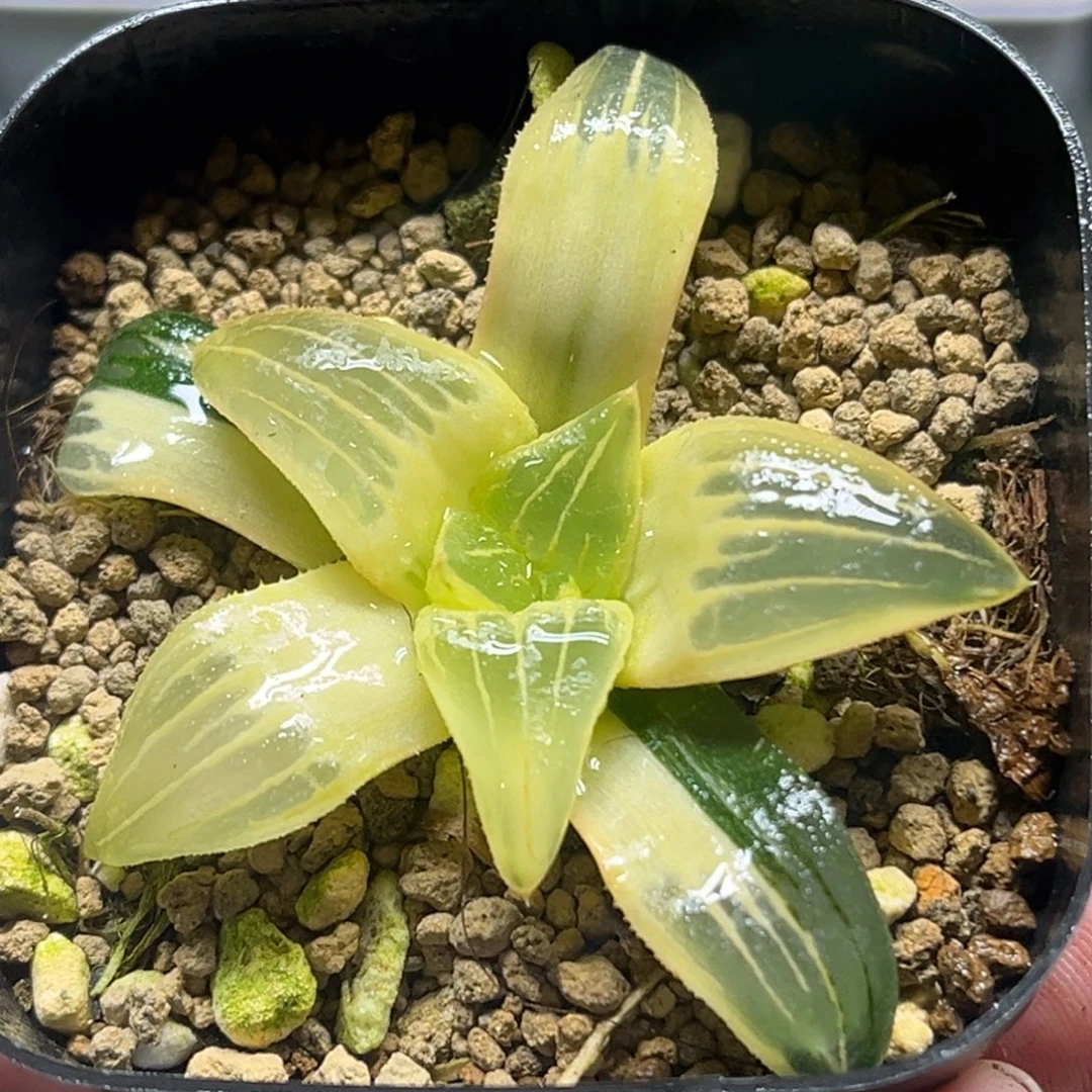 143糊斑红纹寿锦头家多肉十二卷