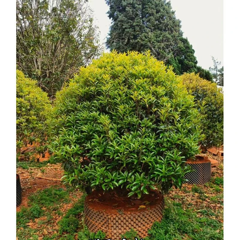 12【圆球】桂花盆栽浓香型花卉室内四季开花好养活绿植