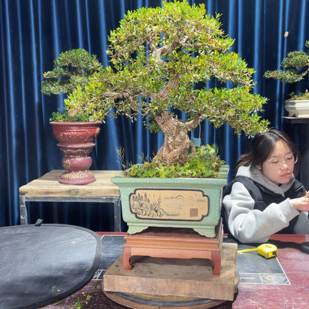四季常青老桩黄杨盆景