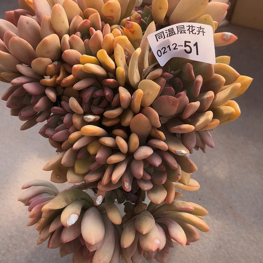 同温层多肉51桃花岛