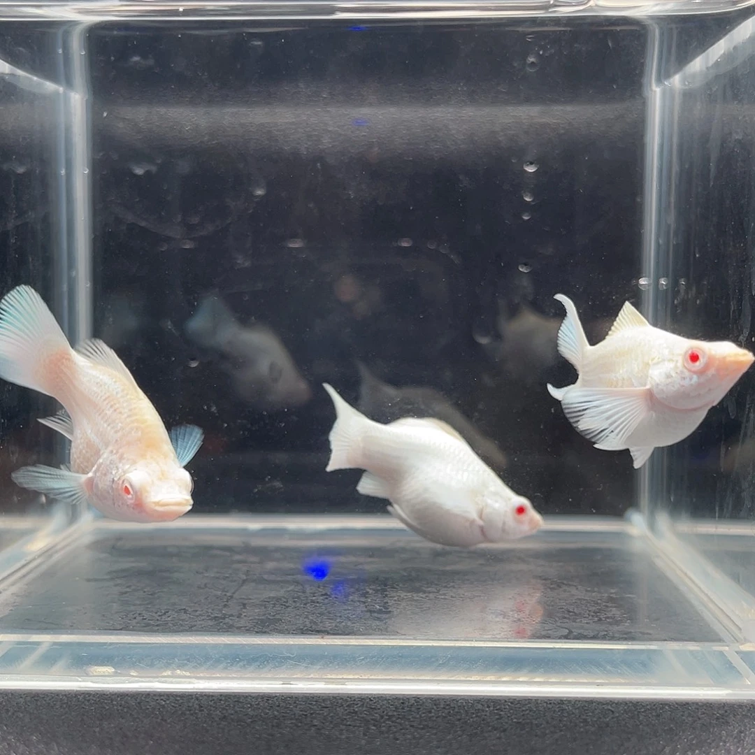 三条瓷白红眼母，就一组