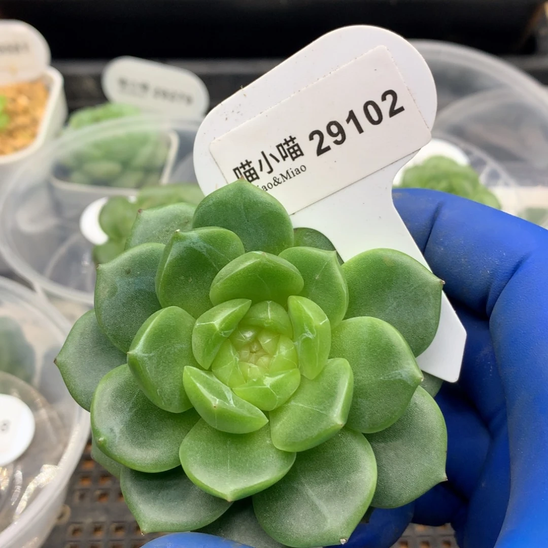 多肉植物杂交珍妮
