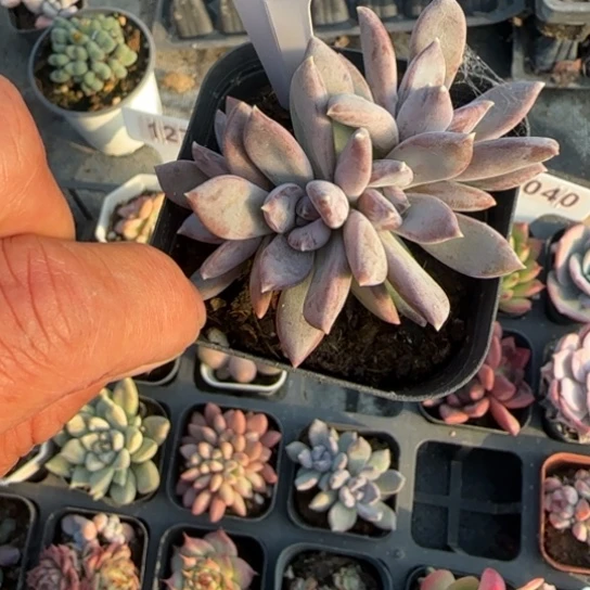 253哥特多肉植物多