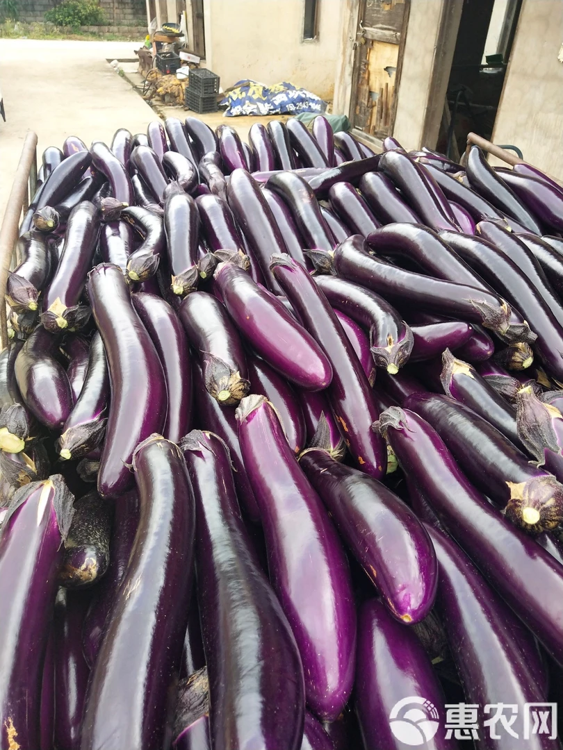 湖南耒阳本地糯米新鲜农家露天农家肥种植蔬菜紫色嫩茄子