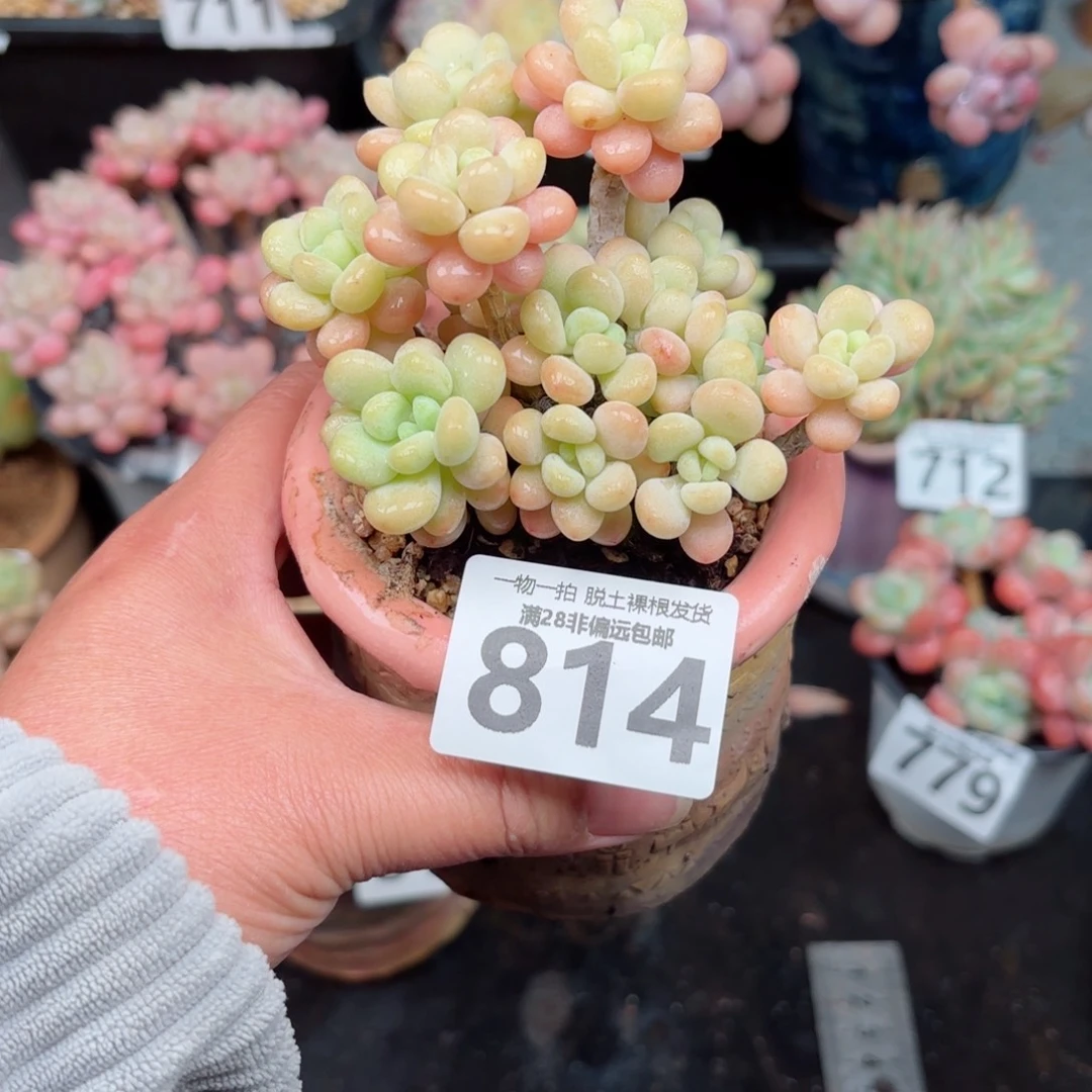 洛可可无盆土发货