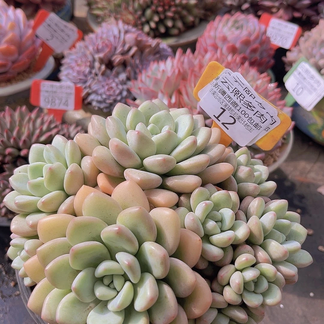 0012泡泡糖去多肉植物