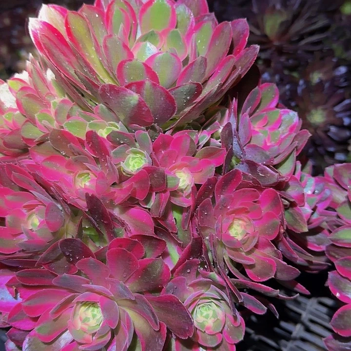 新品种妖月捧花亏本福利