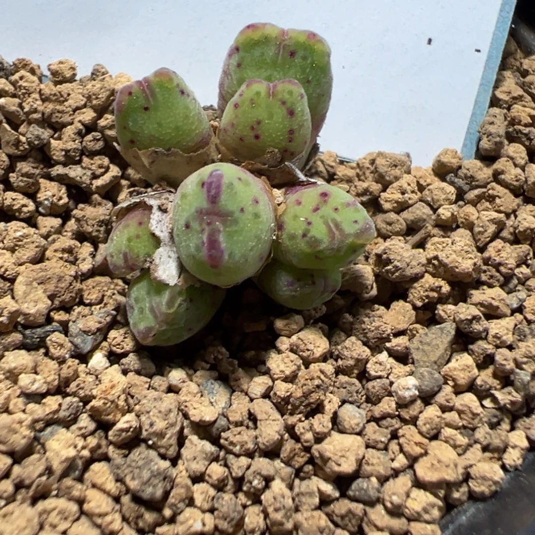 4-145原始斑马多肉植物