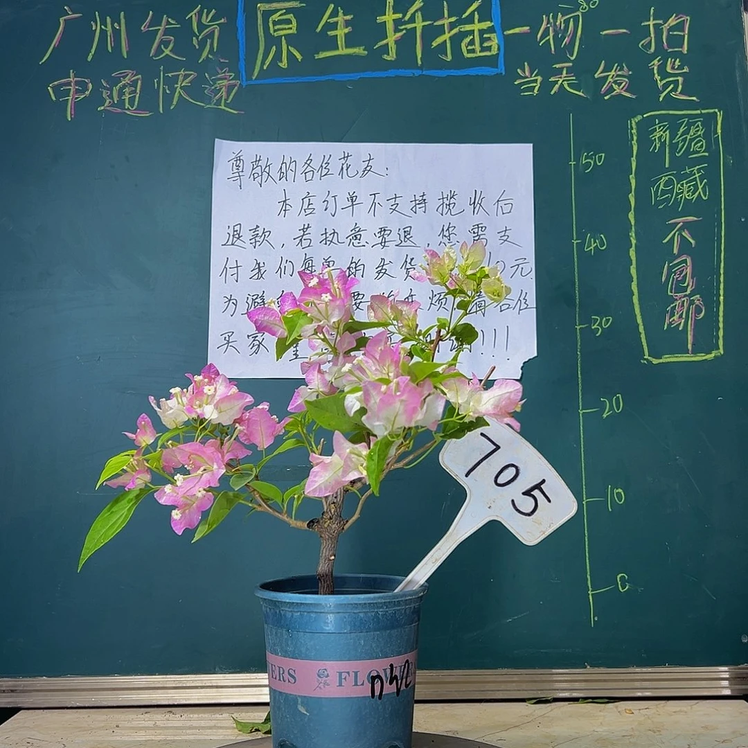当前无花栽培后可以开花  口红  705