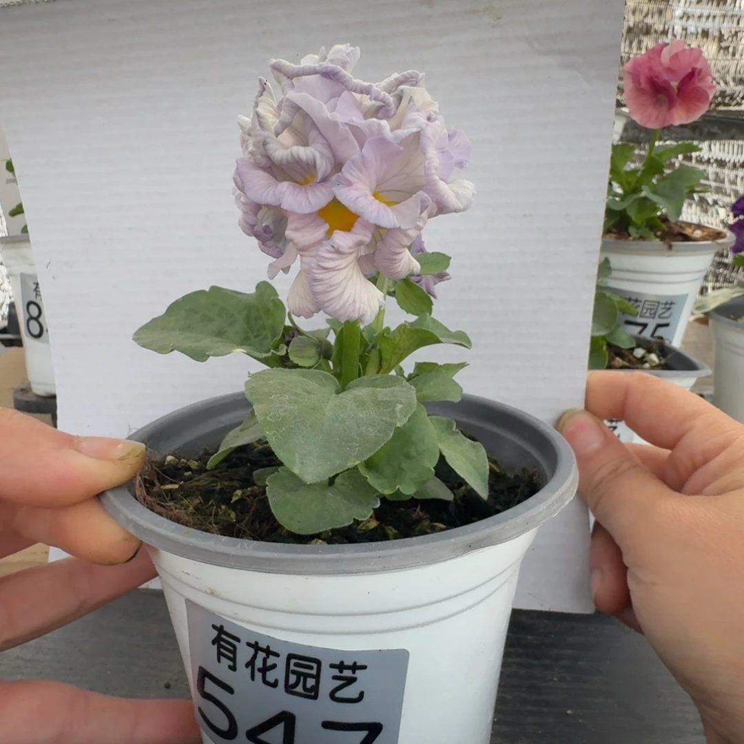 无花朵547号角堇
