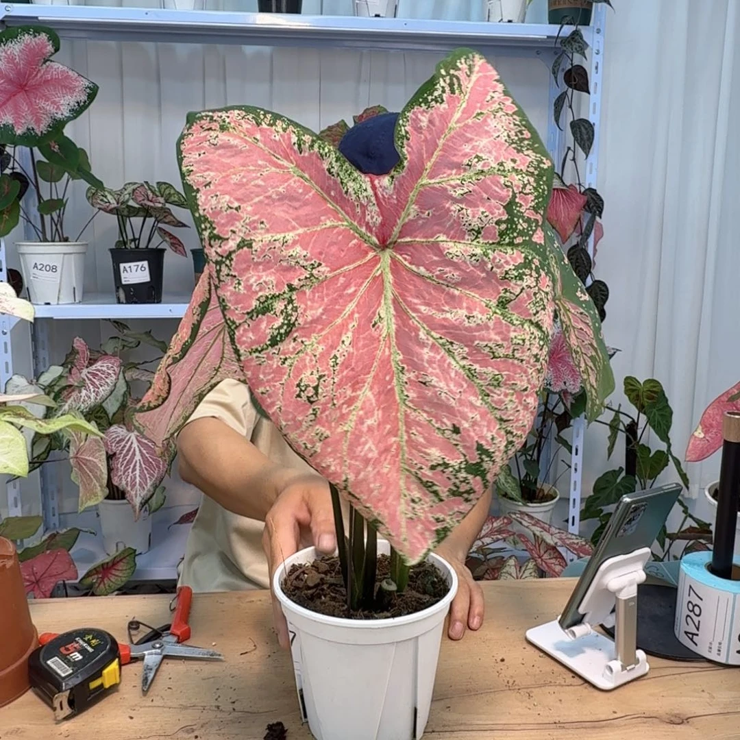 无花朵A187  芭蕾舞鞋