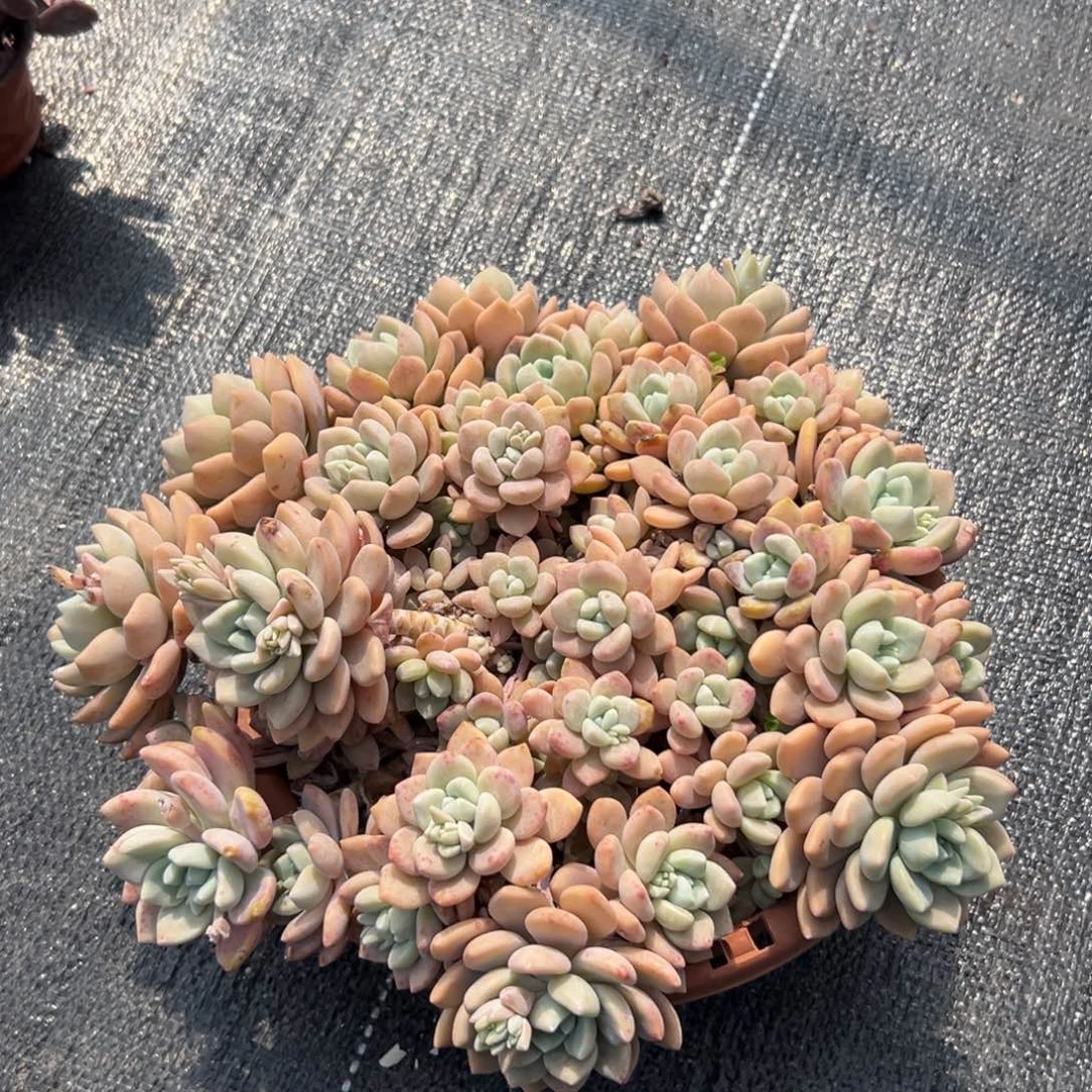 闪购2大群克洛伊