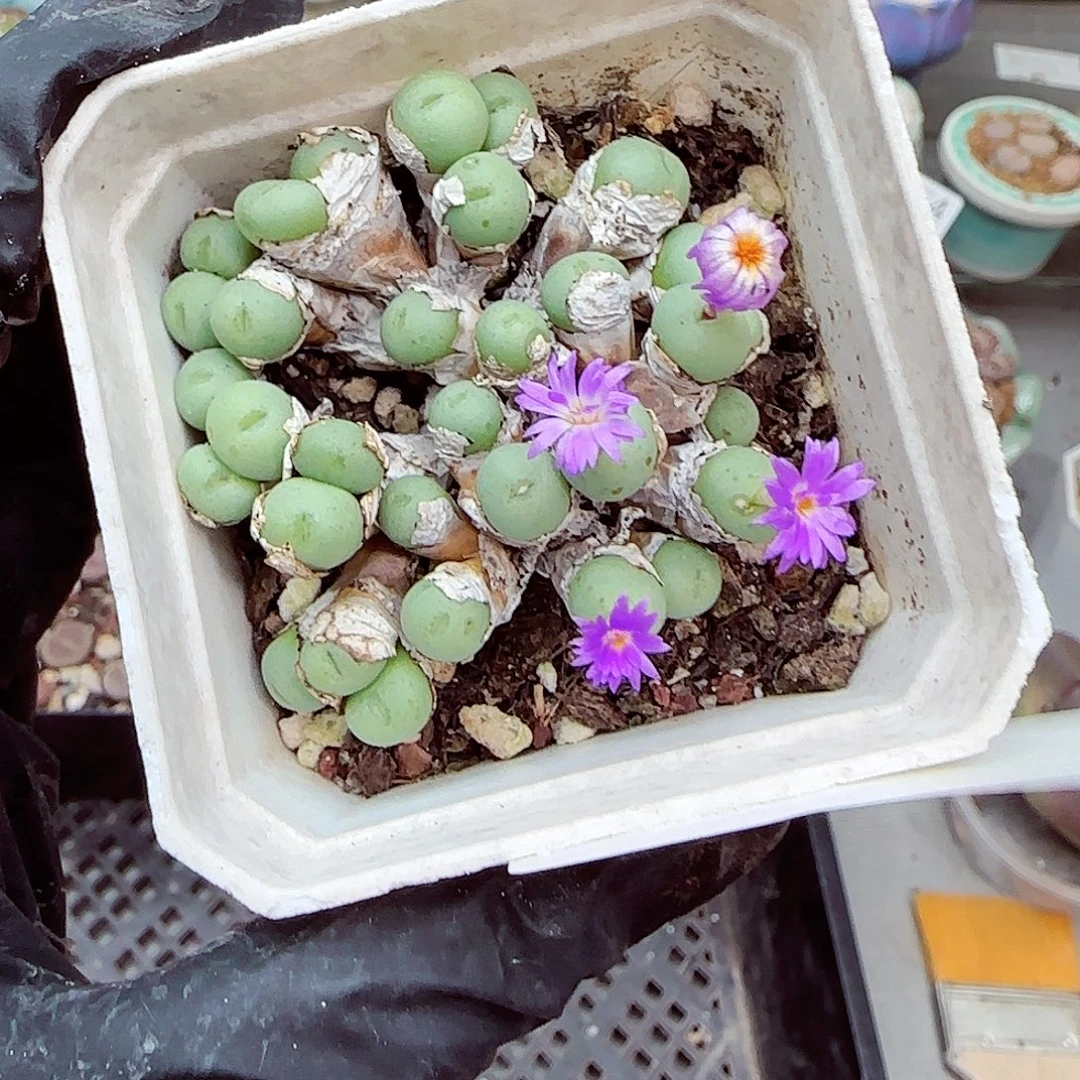 生石花满18包邮1031-184