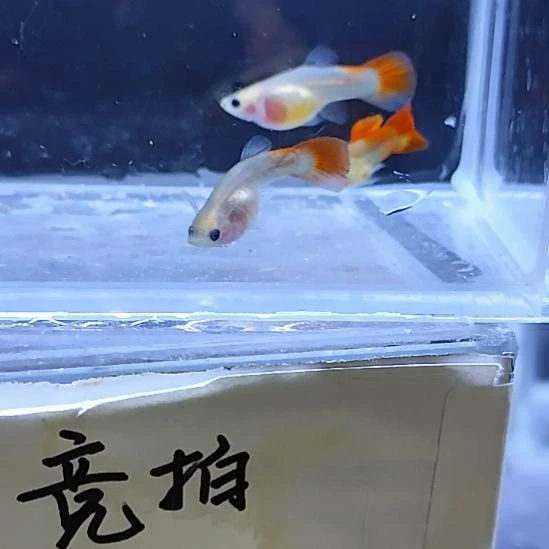 孔雀鱼1红礼服玻璃猫三条