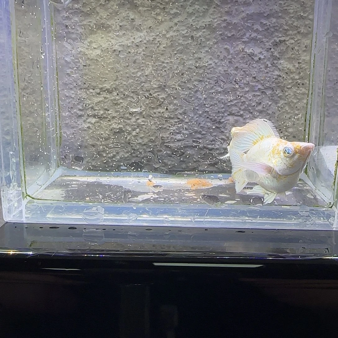 孔雀鱼樱花玛丽。72号