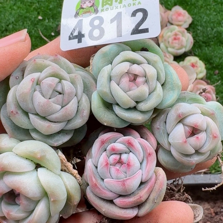 多肉植物多肉植物