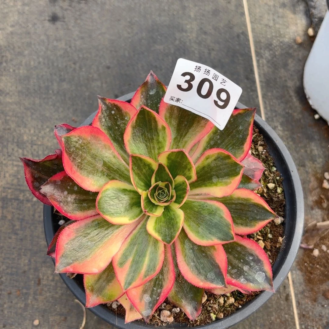 媛12345  3.9多肉法师