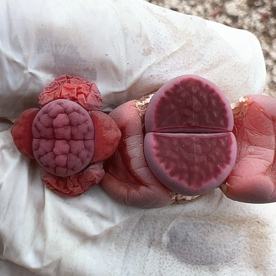 圣****懒529.专拍1111111