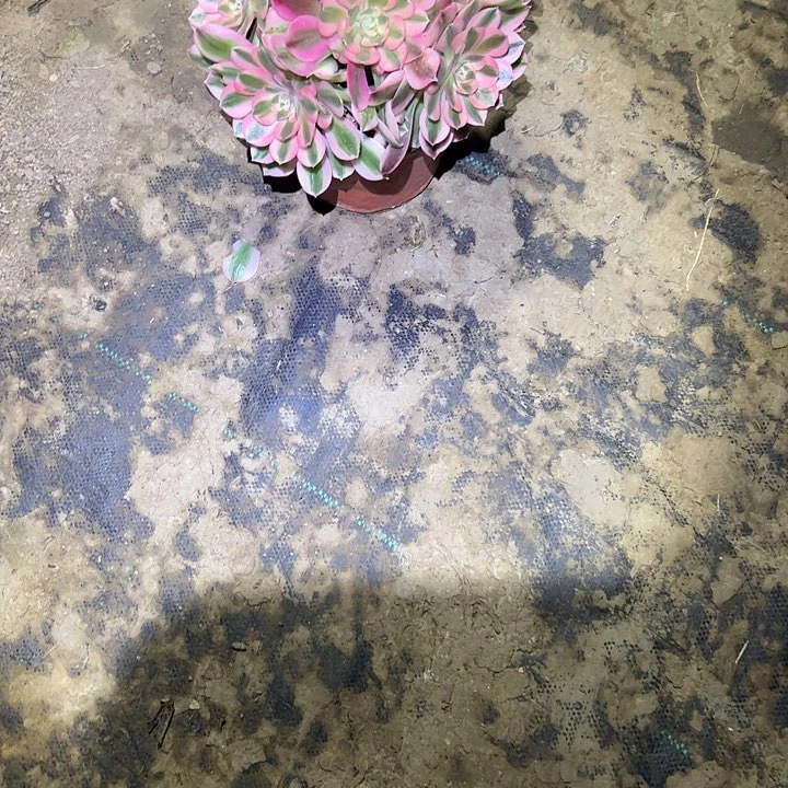 多肉法师植物链接720