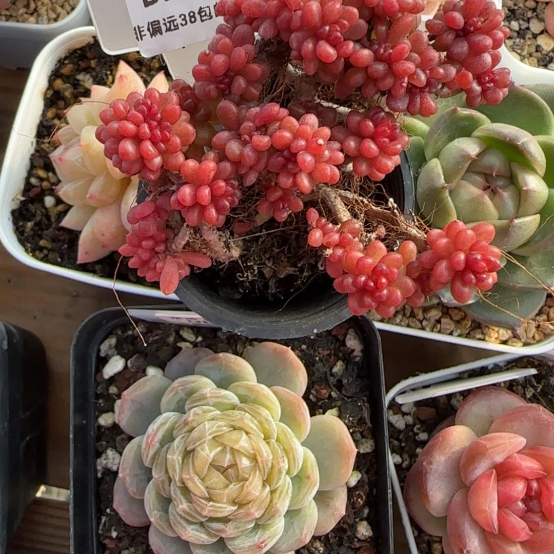 15东篱下多肉植物盆栽