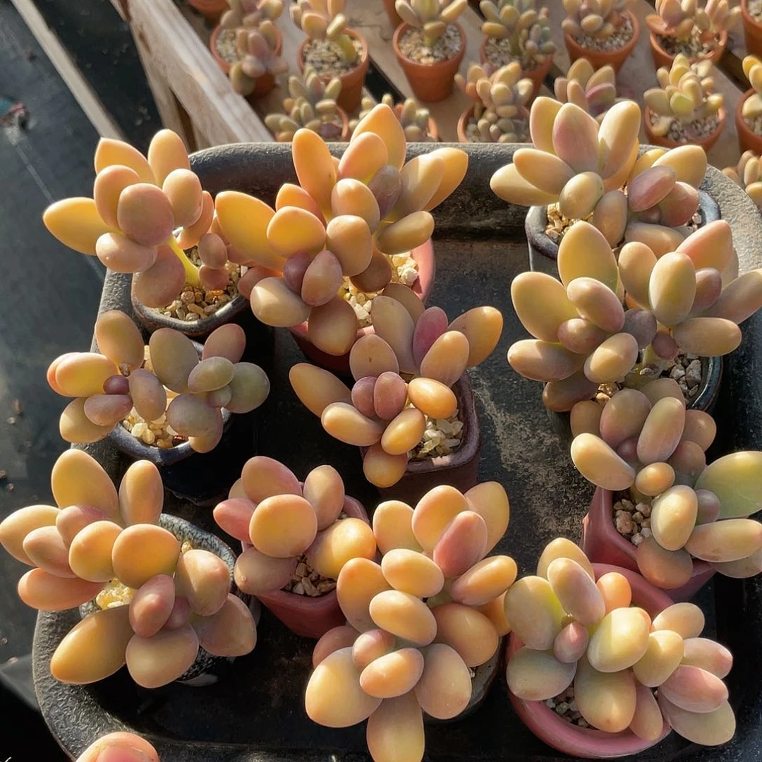 我****子多肉植物的生长发育和生长发育