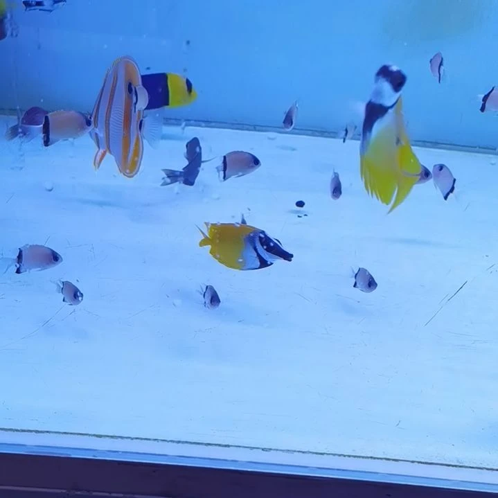 5+黄狐狸一条海水鱼