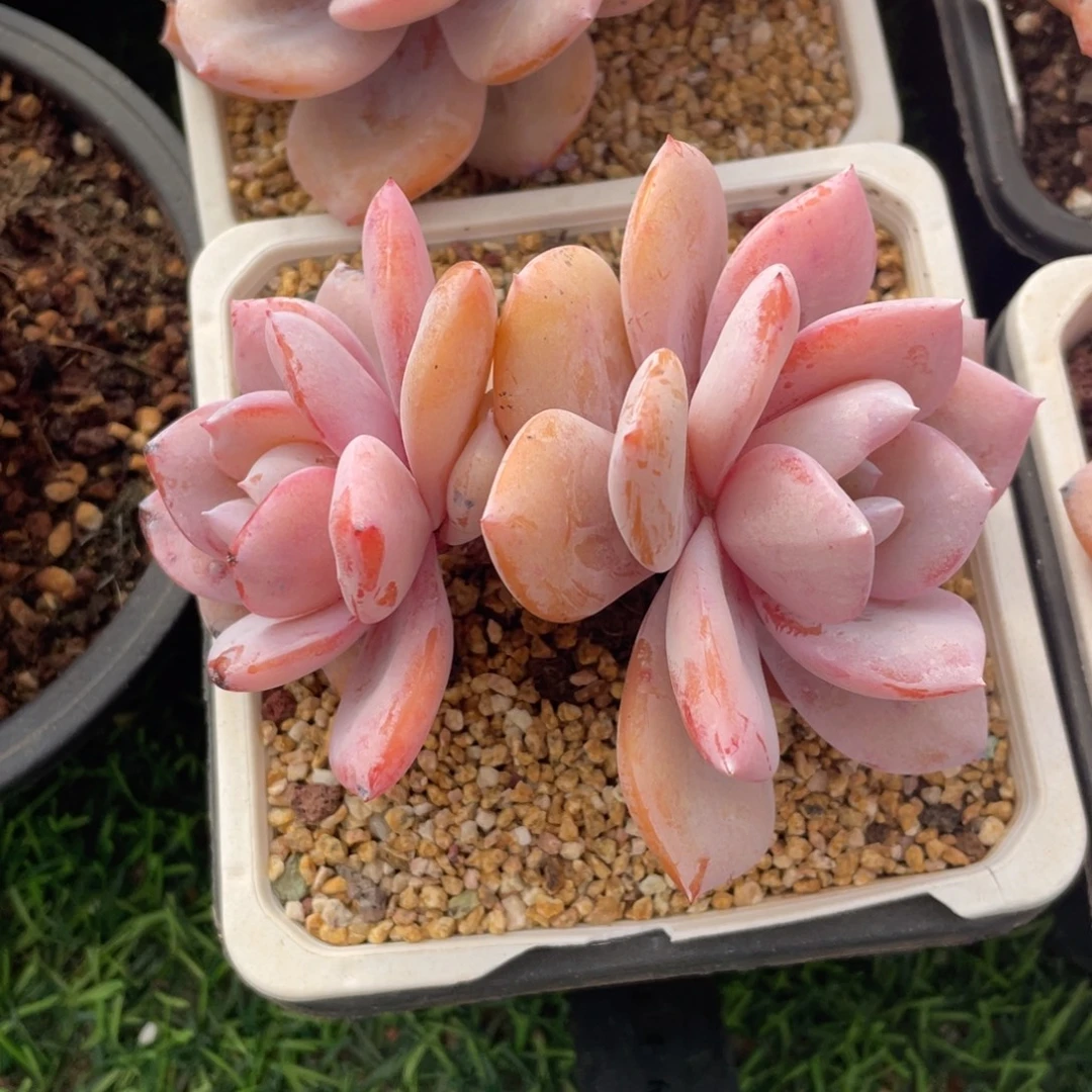 奶茶冠幅11 公分一物一拍