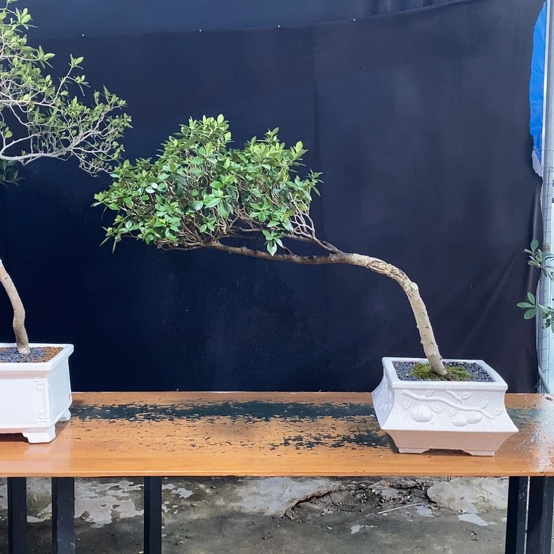 完全开放明*。栀子花