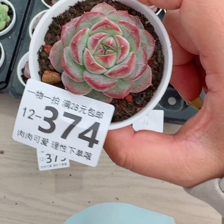 玄女多肉多肉多肉多肉多肉