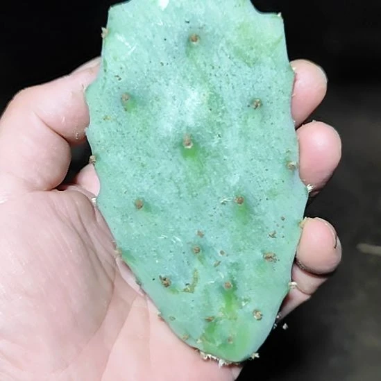 无花朵贝壳王仙人掌无根叶片