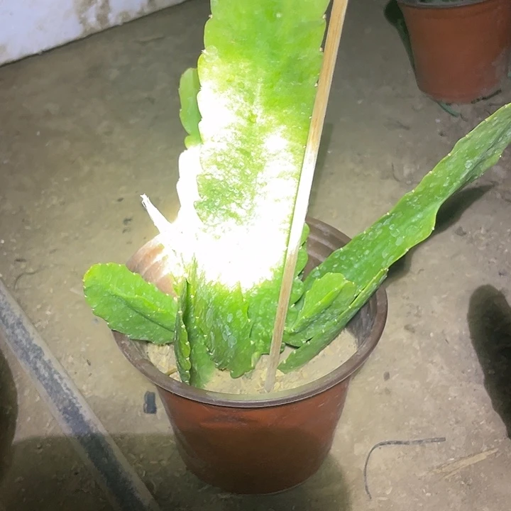 六件荷花盆栽小粉苗子