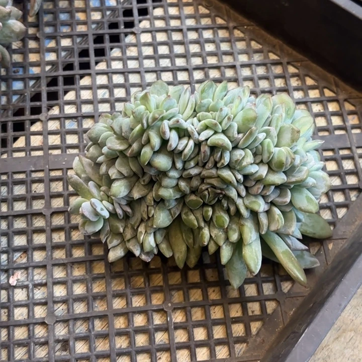 番***汁三醋酯纤维过会和风风光光红红火火