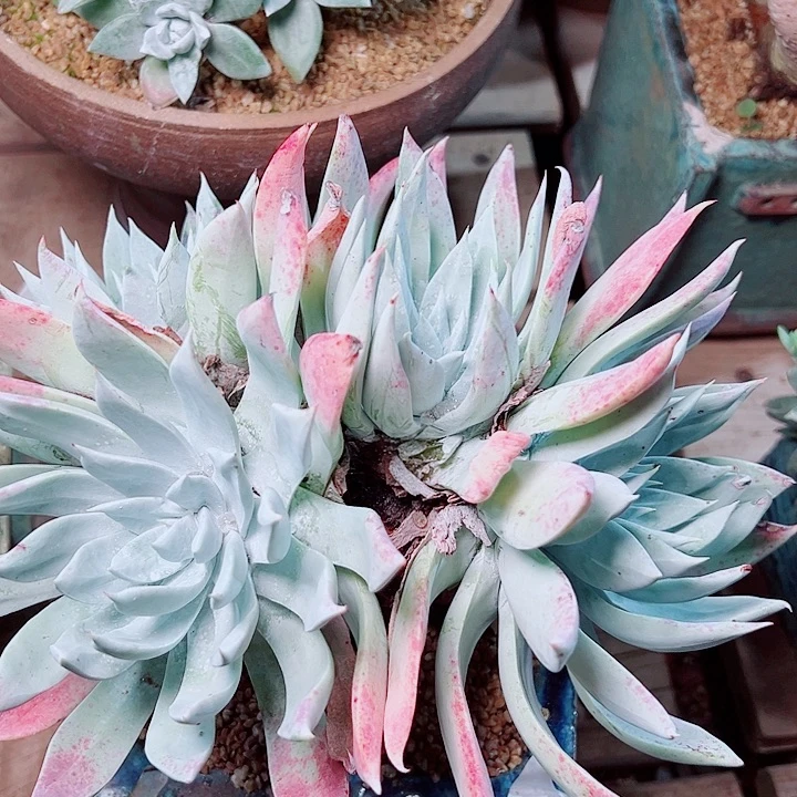 1535刘丹雪山多肉