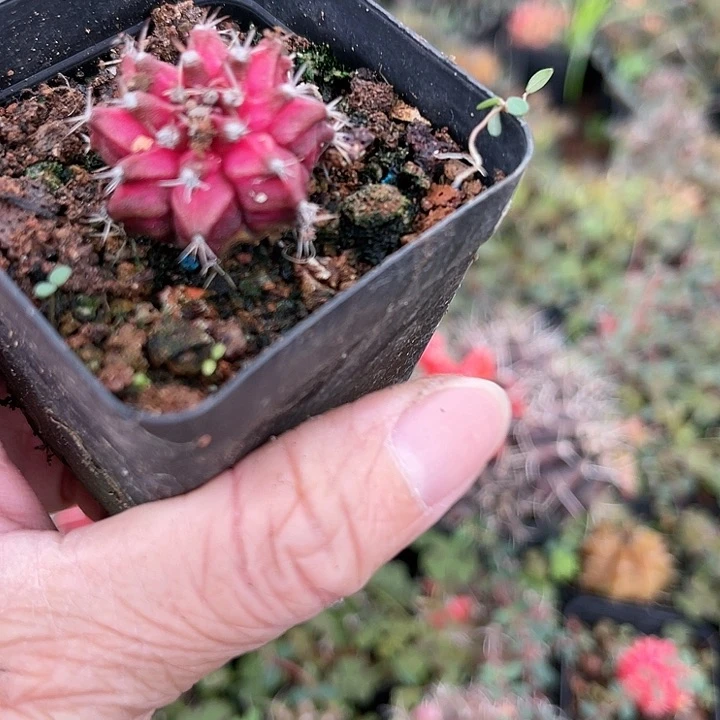 仙人球开花仙人球上仙人球