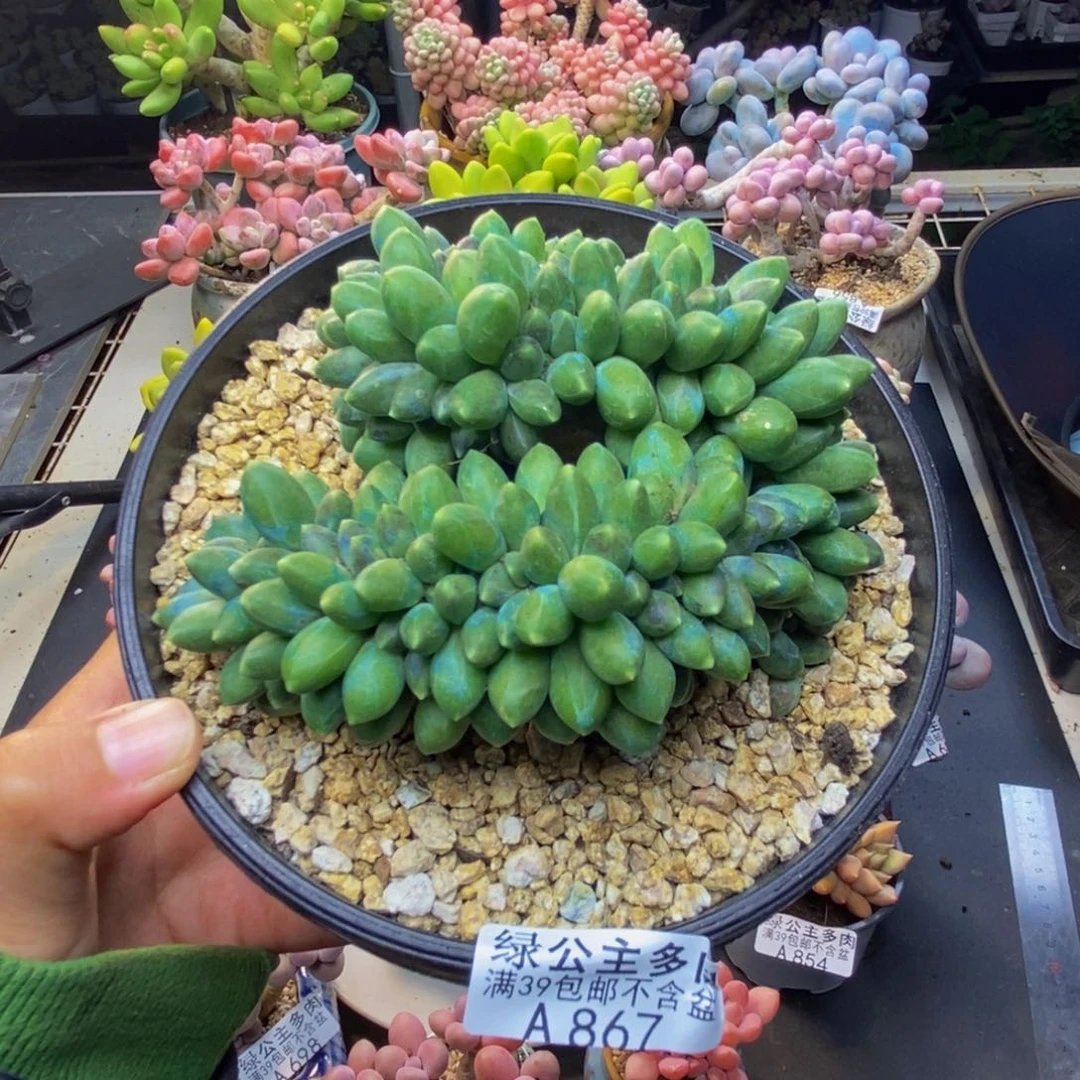 867香蕉树缀多肉10c m