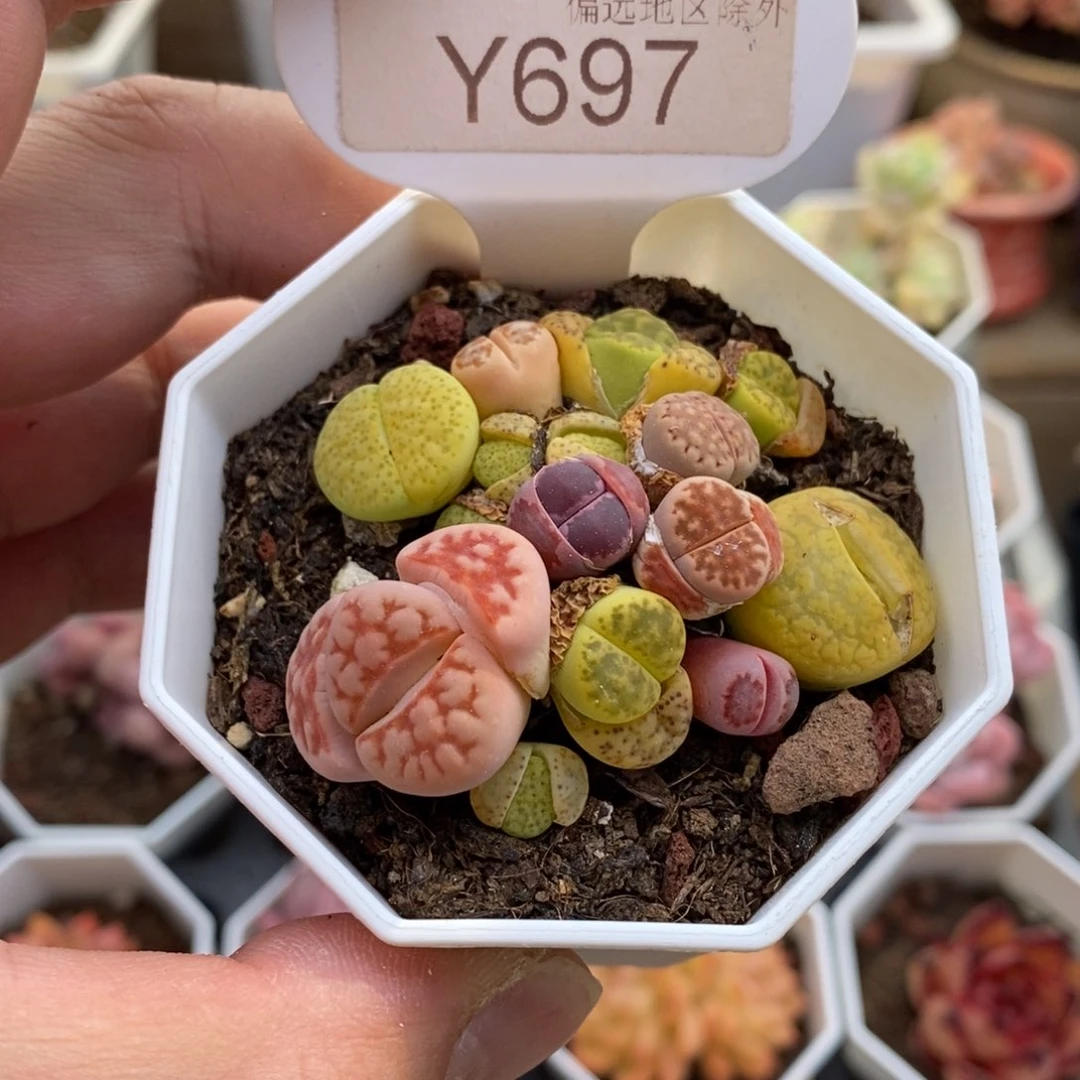 0697生石花5.5厘米